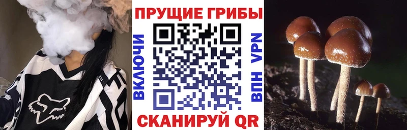 Псилоцибиновые грибы прущие грибы Афипский
